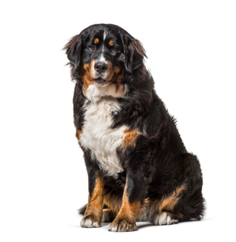 Bernese Mountain Dog sitting against white background