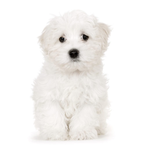 Puppy Maltese Dog