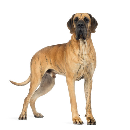 Side view of a Great Dane dog, 4 years old, in front of white ba