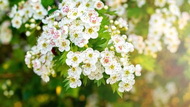 White hawthorn flowers on the bush in Ballwin, MO